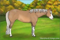 Horse Color:Silver Buckskin Splash