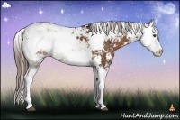 Horse Color:Liver Chestnut Sabino Splash