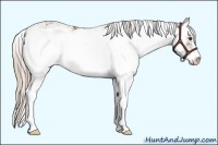 Horse Color:Chocolate Palomino Sabino 