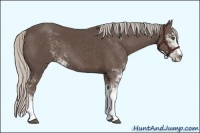 Horse Color:Silver Black Sabino 