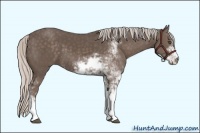 Horse Color:Silver Black Sabino 
