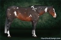 Horse Color:White Spotted Brown Splash