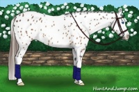 Horse Color:White Spotted Buckskin Splash Leopard Rabicano 