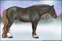 Horse Color:Liver Chestnut Sabino