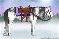 Horse Color:White Spotted Black Splash