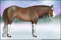 Horse Color:Liver Chestnut Splash Rabicano 