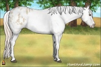 Horse Color:Chocolate Palomino Roan Dun Varnish 