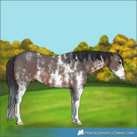 Horse Color:Brown Sabino