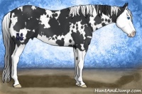 Horse Color:White Spotted Black Splash 