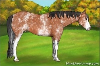 Horse Color:White Spotted Bay 