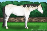 Horse Color:White Spotted Buckskin Dun 