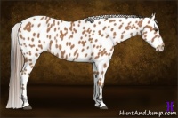Horse Color:Bay Appaloosa Rabicano