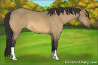 Horse Color:Buckskin Dun