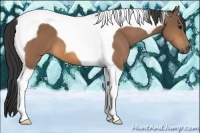 Horse Color:Buckskin Tobiano