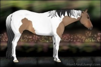 Horse Color:Bay Dun Tobiano 
