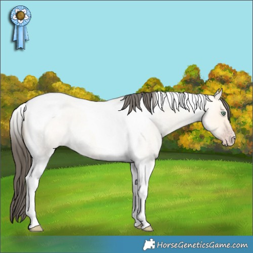 Horse Color:Amber Cream Champagne Roan Dun Tobiano 
