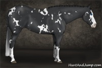 Horse Color:White Spotted Black Splash 
