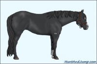 Horse Color:Black Sabino 