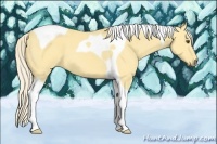Horse Color:Palomino Dun Tobiano