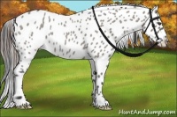 Horse Color:Grullo Roan Appaloosa 