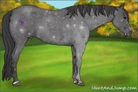 Horse Color:Smoky Blue Roan Sabino Rabicano 