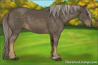 Horse Color:Chocolate Palomino 