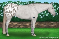 Horse Color:Smoky Grullo Frame Appaloosa 