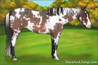 Horse Color:White Spotted Bay Roan Splash Frame 