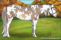 Horse Color:White Spotted Buckskin Splash Appaloosa 