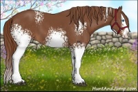 Horse Color:White Spotted Chestnut Splash