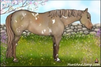 Horse Color:White Spotted Liver Red Dun Sabino 