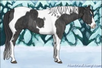 Horse Color:Black Splash Tobiano Rabicano Brindle
