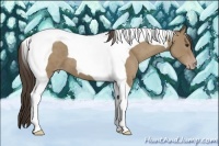 Horse Color:Classic Champagne Tobiano