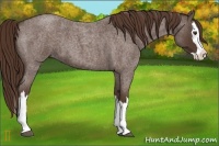 Horse Color:Liver Red Roan Splash