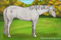Horse Color:Chocolate Palomino Frame Appaloosa 