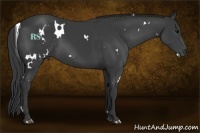 Horse Color:White Spotted Black