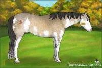Horse Color:Buckskin Splash 