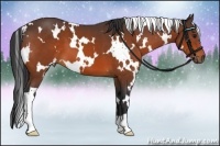 Horse Color:White Spotted Bay 