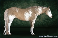Horse Color:White Spotted Chocolate Palomino Splash