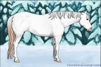 Horse Color:Smoky Blue Roan Splash Tobiano Appaloosa 