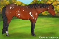 Horse Color:White Spotted Brown 