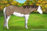 Horse Color:Classic Champagne Splash