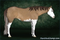Horse Color:Liver Red Dun Sabino Splash