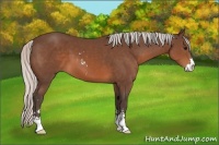 Horse Color:Silver Brown Sabino 