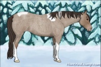 Horse Color:Classic Champagne Roan Tobiano 