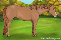 Horse Color:Chestnut Splash 