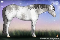 Horse Color:White Spotted Grullo Roan Varnish Rabicano