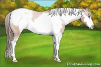 Horse Color:White Spotted Bay Splash Frame Appaloosa 