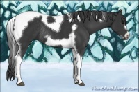 Horse Color:Black Tobiano Frame Rabicano 