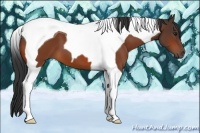 Horse Color:Bay Tobiano 